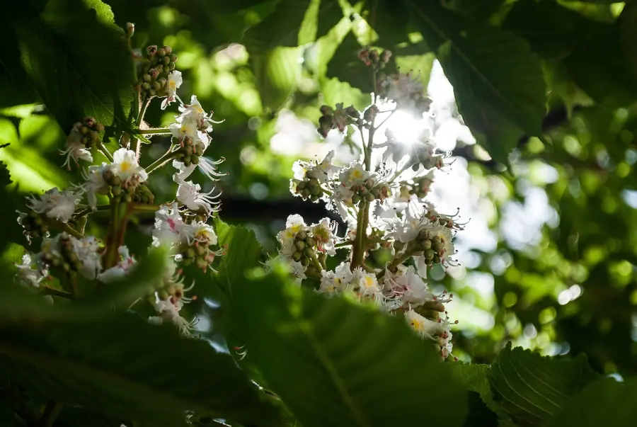 Vicenza, 166 nuovi alberi in città: concluso il progetto della Fondazione Gabaldo