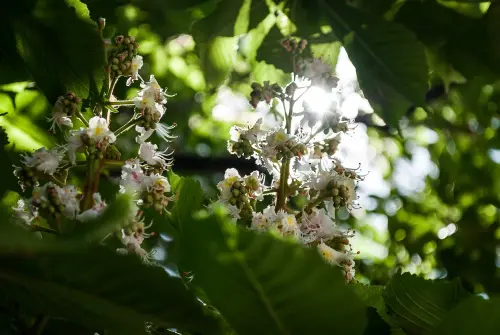 Vicenza, 166 nuovi alberi in città: concluso il progetto della Fondazione Gabaldo