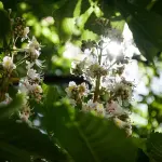 Vicenza, 166 nuovi alberi in città: concluso il progetto della Fondazione Gabaldo