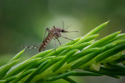 Vicenza, caso di Chikungunya: disinfestazione a Sant’Agostino
