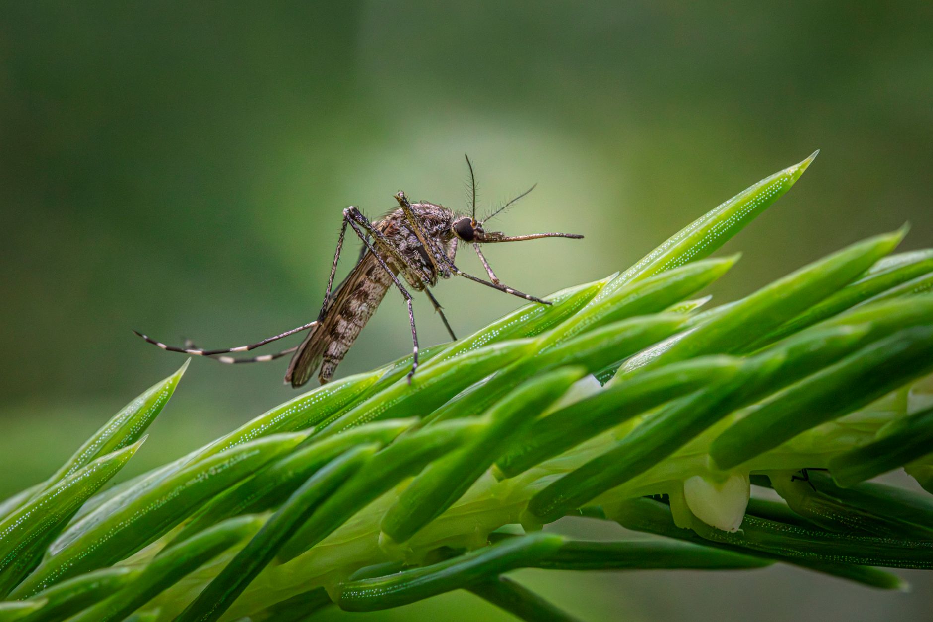 Vicenza, caso di Chikungunya: disinfestazione a Sant’Agostino