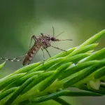 Vicenza, caso di Chikungunya: disinfestazione a Sant’Agostino