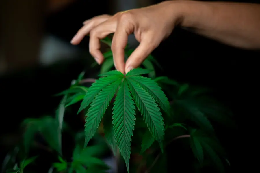 Vicenza, inseguimento: sequestrati 31,5 grammi di marijuana