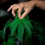 Vicenza, inseguimento: sequestrati 31,5 grammi di marijuana