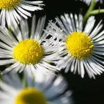 Come creare un giardino naturale in città