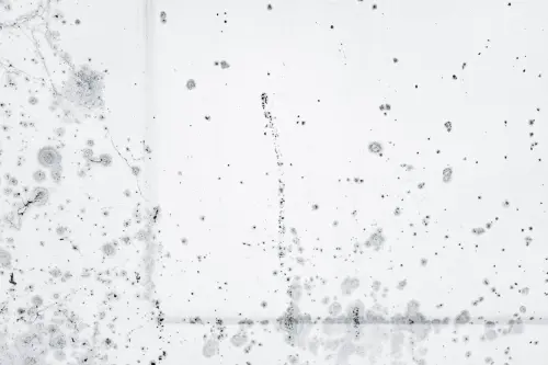 Come eliminare la muffa dalle pareti in modo efficace