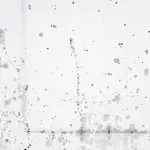 Come eliminare la muffa dalle pareti in modo efficace